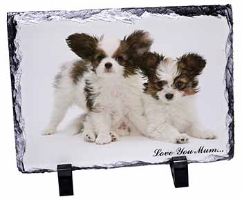 Papillon Dogs 