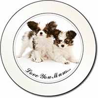 Papillon Dogs 