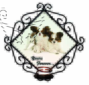 Papillon Dogs 