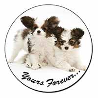 Papillon Dogs 