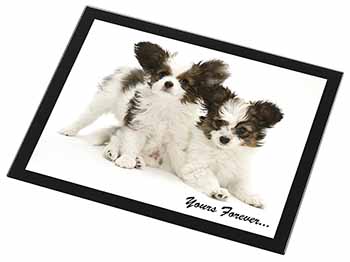 Papillon Dogs 