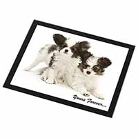 Papillon Dogs 