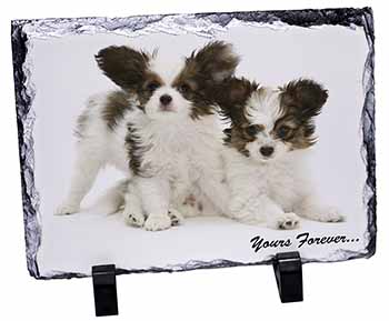 Papillon Dogs 