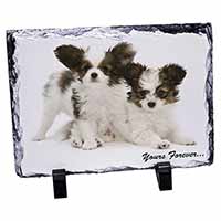 Papillon Dogs 