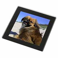 Pekingese Dog Black Rim High Quality Glass Coaster