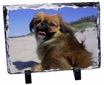 Pekingese Dog, Stunning Photo Slate