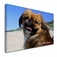 Pekingese Dog 