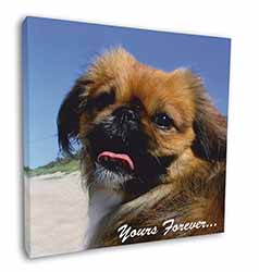 Pekingese 