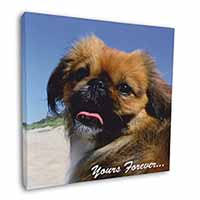 Pekingese 