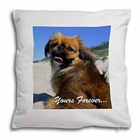 Pekingese 