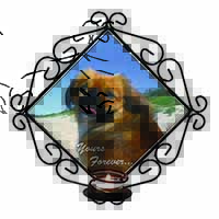 Pekingese 