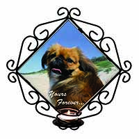 Pekingese 