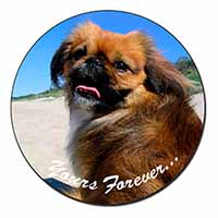 Pekingese 