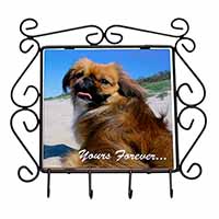 Pekingese 