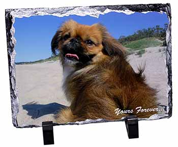 Pekingese 