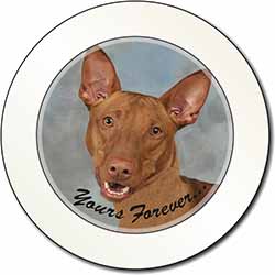 Pharaoh Hound 