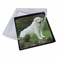 4x Pyrenean Mountain Dog Picture Table Coasters Set in Gift Box