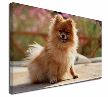 Pomeranian Dog on Decking Canvas X-Large 30"x20" Wall Art Print