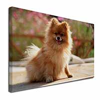 Pomeranian Dog on Decking Canvas X-Large 30"x20" Wall Art Print