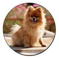 Pomeranian Dog on Decking Fridge Magnet Printed Full Colour - Advanta Group®
