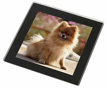 Pomeranian Dog on Decking Black Rim High Quality Glass Coaster