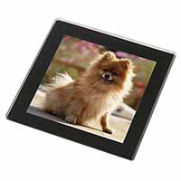 Pomeranian Dog on Decking Black Rim High Quality Glass Coaster