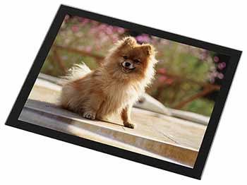 Pomeranian Dog on Decking Black Rim High Quality Glass Placemat