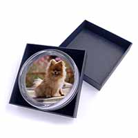 Pomeranian Dog on Decking Glass Paperweight in Gift Box
