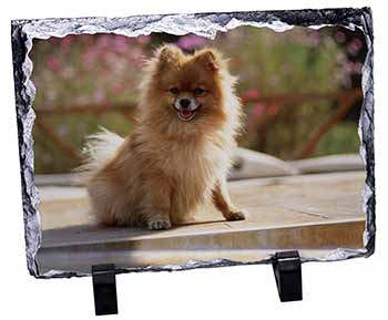 Pomeranian Dog on Decking, Stunning Photo Slate