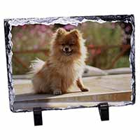 Pomeranian Dog on Decking, Stunning Photo Slate