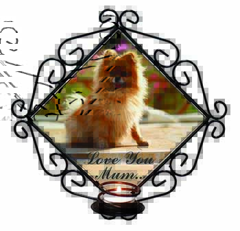 Pomeranian Dog 