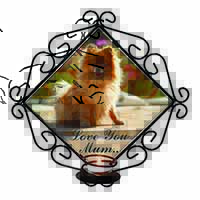 Pomeranian Dog 