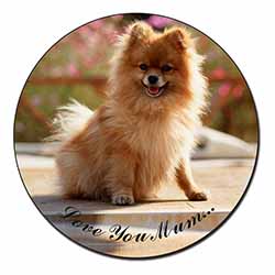 Pomeranian Dog 