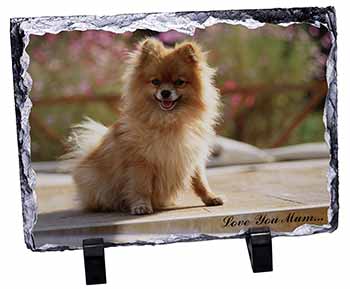 Pomeranian Dog 