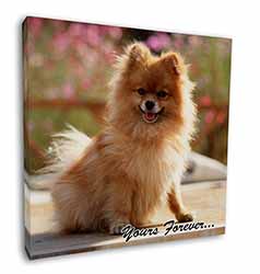 Pomeranian Dog 