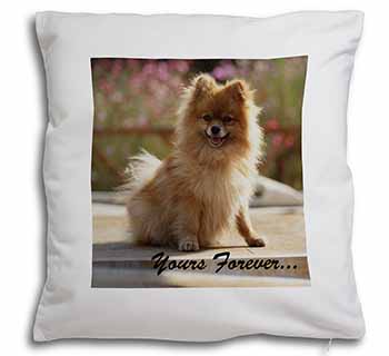 Pomeranian Dog 