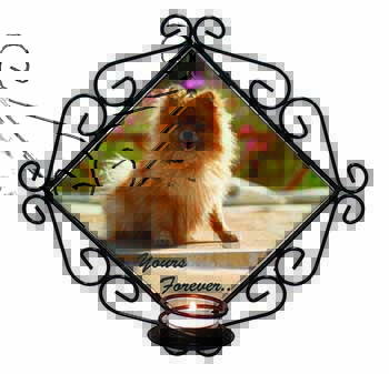Pomeranian Dog 
