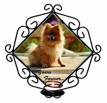 Pomeranian Dog 