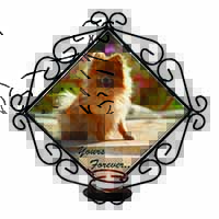 Pomeranian Dog 