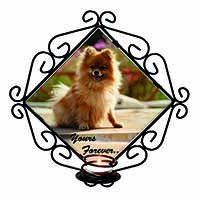 Pomeranian Dog 