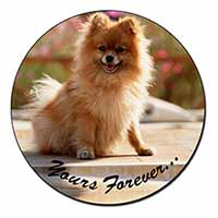 Pomeranian Dog 