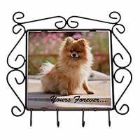 Pomeranian Dog 