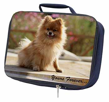 Pomeranian Dog 