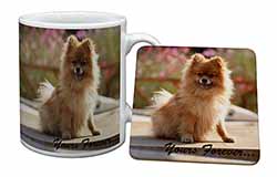 Pomeranian Dog 