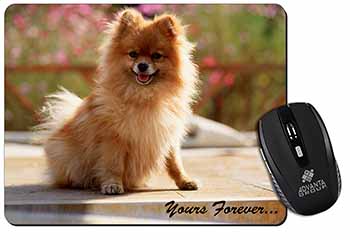 Pomeranian Dog 