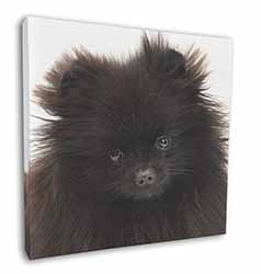 Black Pomeranian Dog Square Canvas 12"x12" Wall Art Picture Print