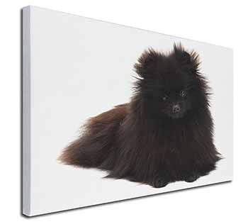 Black Pomeranian Dog Canvas X-Large 30"x20" Wall Art Print