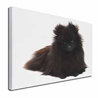 Black Pomeranian Dog Canvas X-Large 30"x20" Wall Art Print