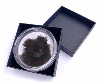 Black Pomeranian Dog Glass Paperweight in Gift Box