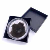 Black Pomeranian Dog Glass Paperweight in Gift Box